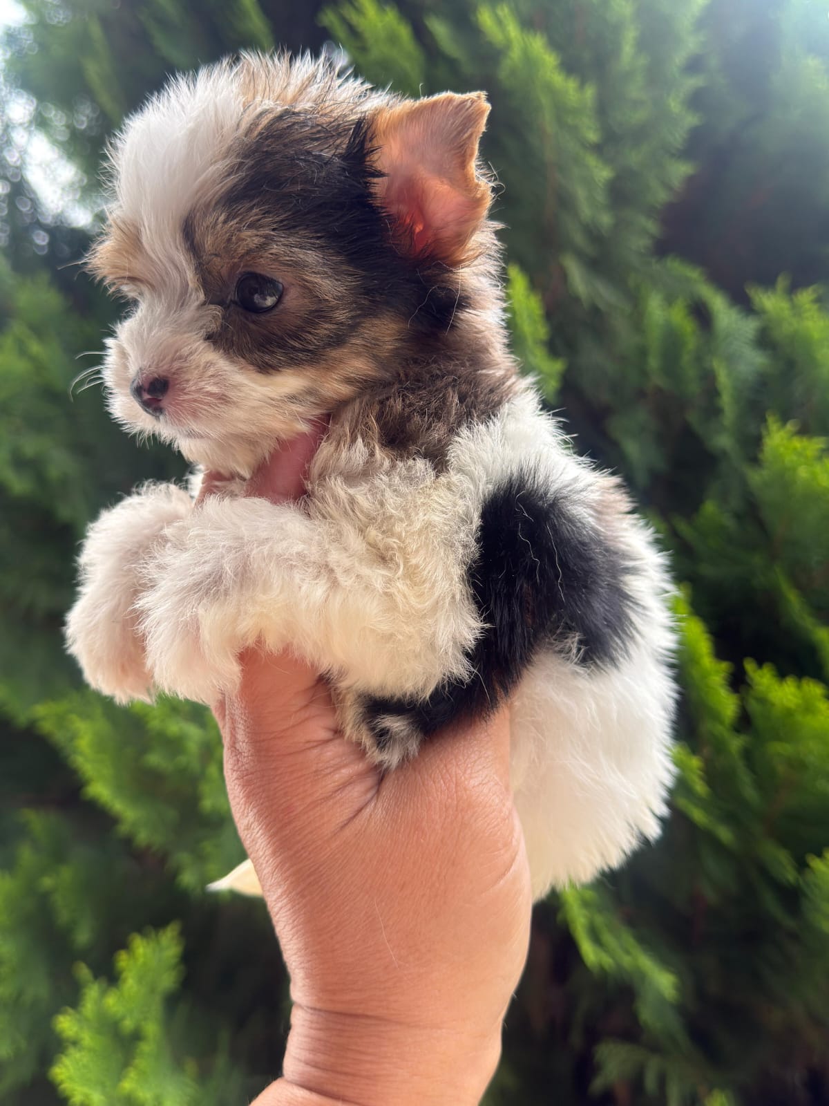 Biewer Terrier — cachorro real