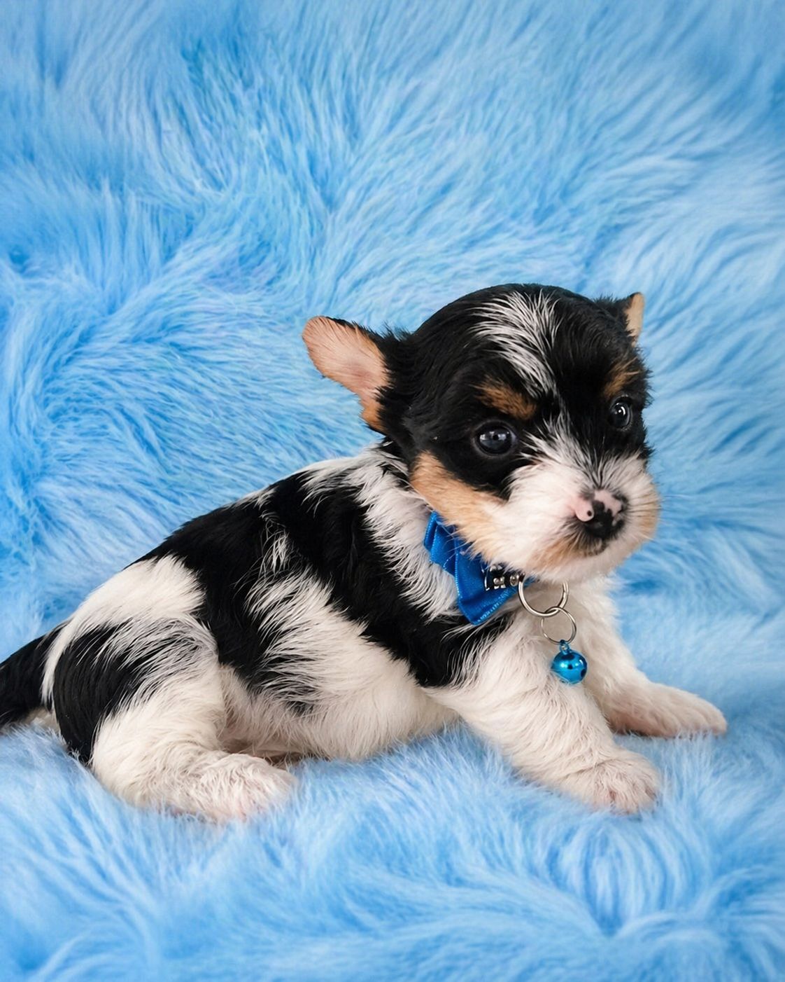 Biewer Terrier — cachorro real