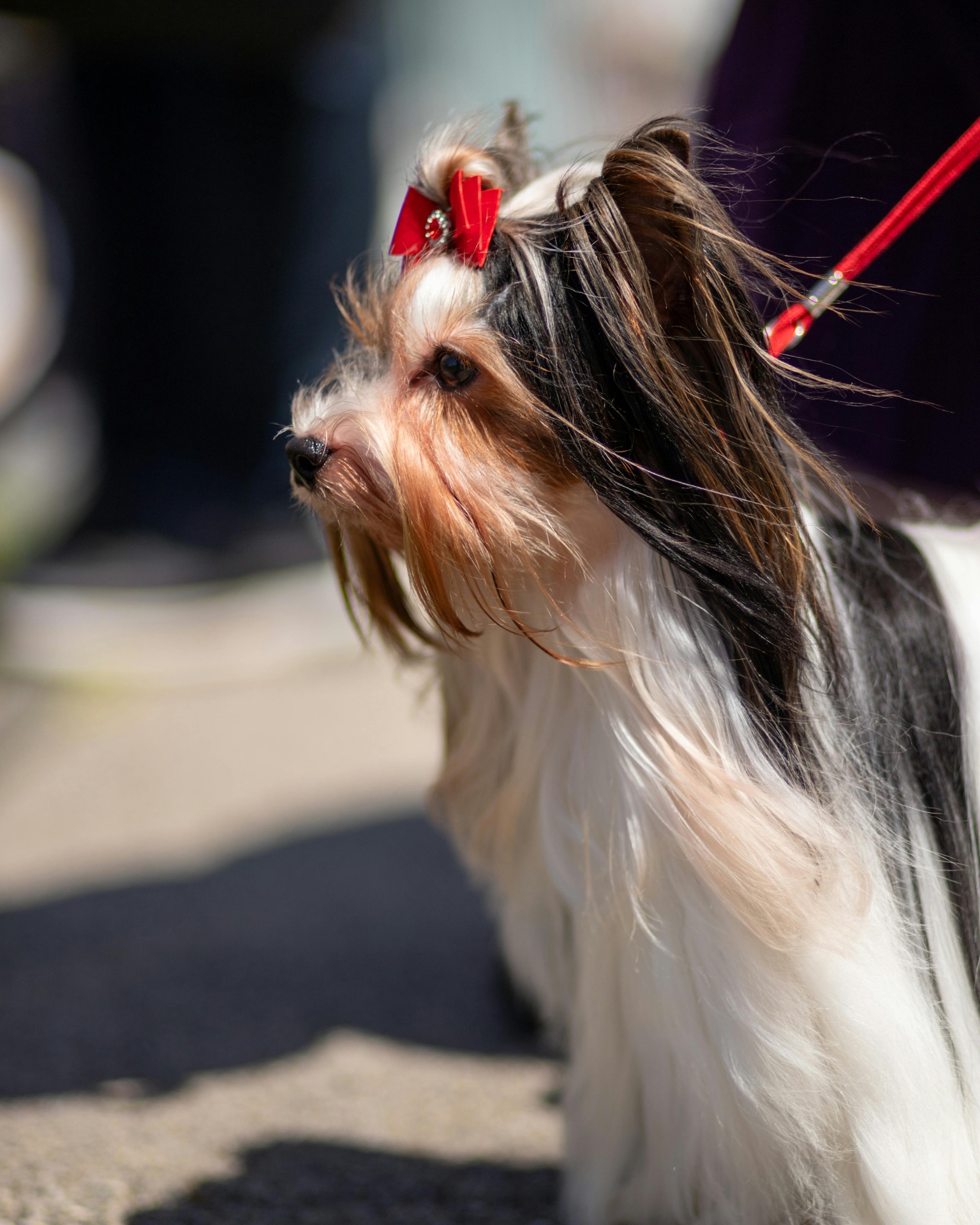 Biewer Terrier — cachorro real