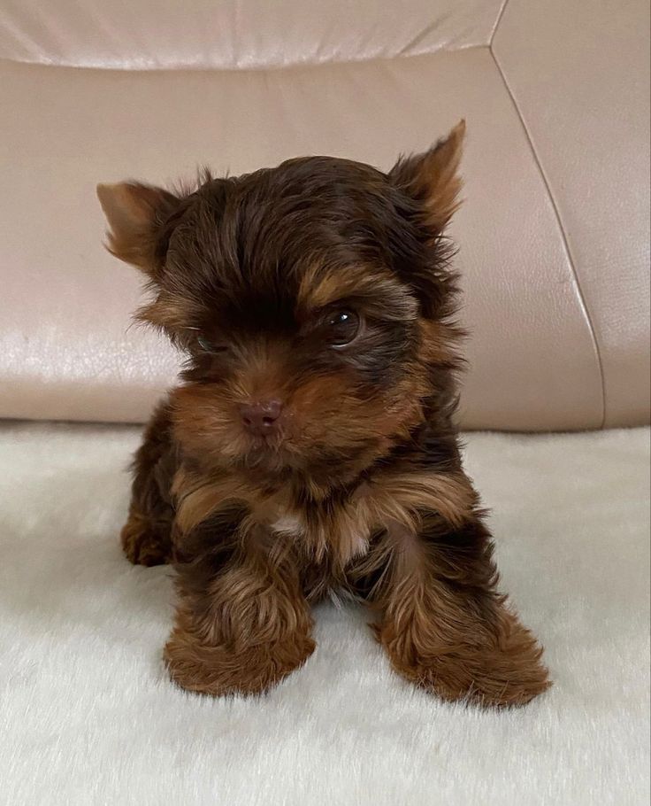 Yorkie Chocolate — cachorro real