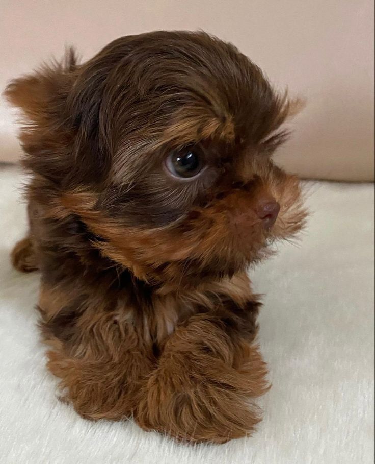 Yorkie Chocolate — cachorro real