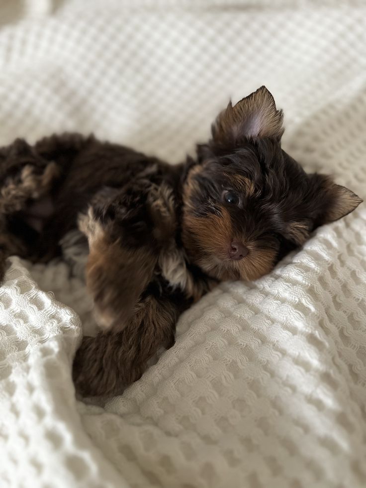 Yorkie Chocolate — cachorro real