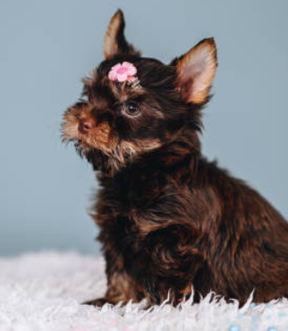 Yorkie Chocolate — cachorro real
