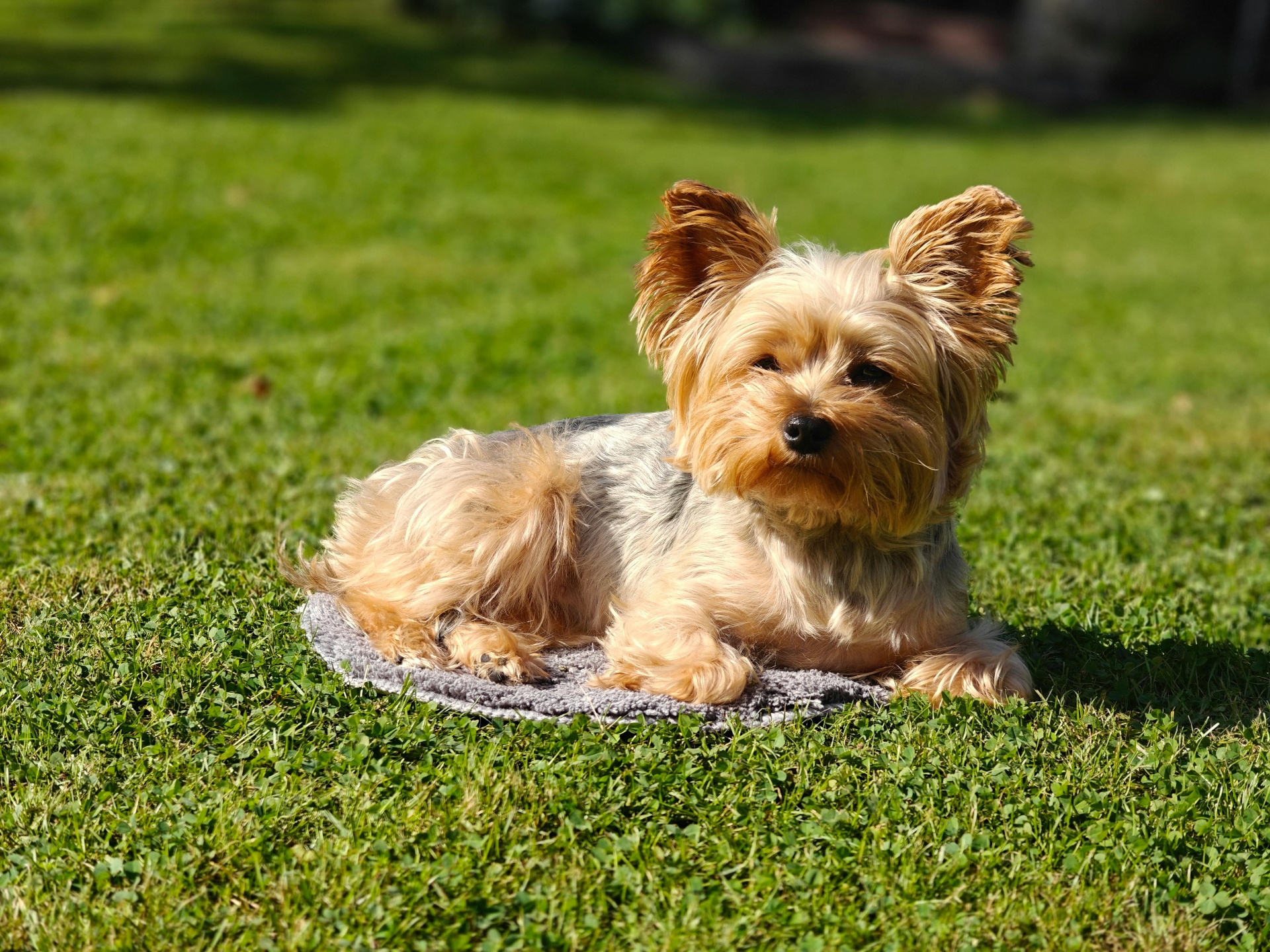 Yorkie Manto Dorado — cachorro real