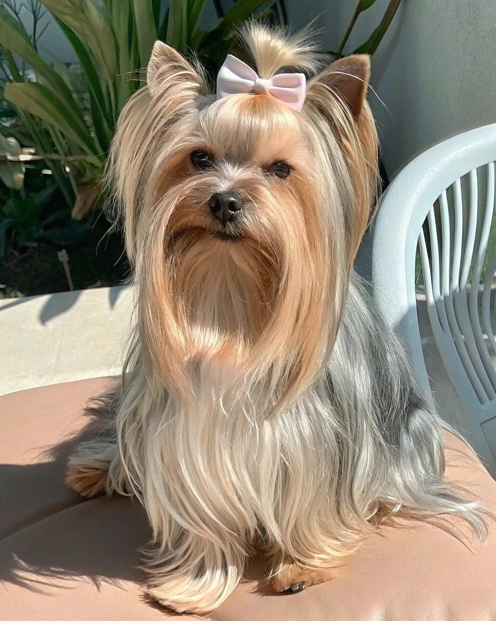Yorkie Manto Plata — cachorro real