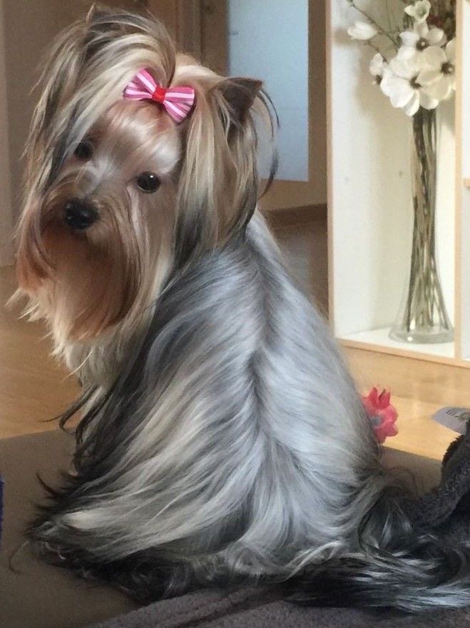 Yorkie Manto Plata — cachorro real