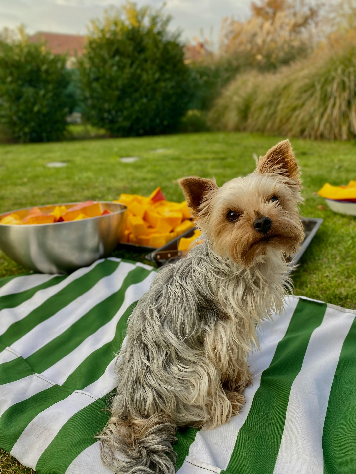 Yorkie Manto Plata — cachorro real