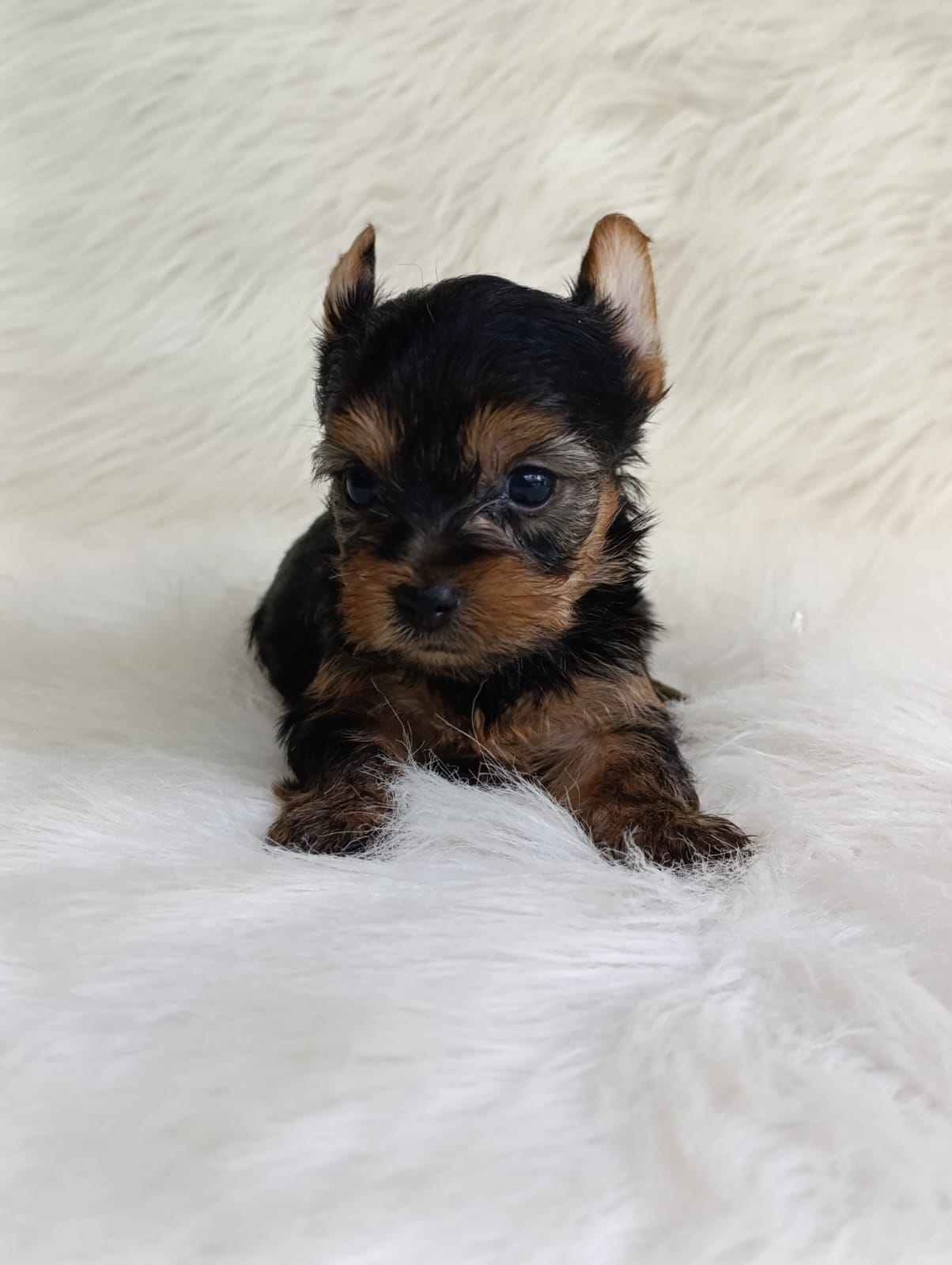 Yorkie Tradicional — cachorro real