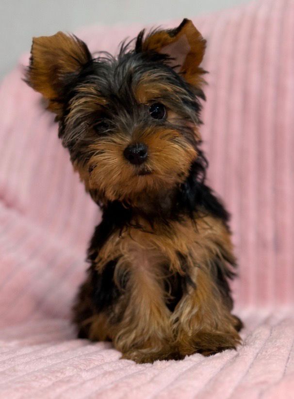 Yorkie Tradicional — cachorro real