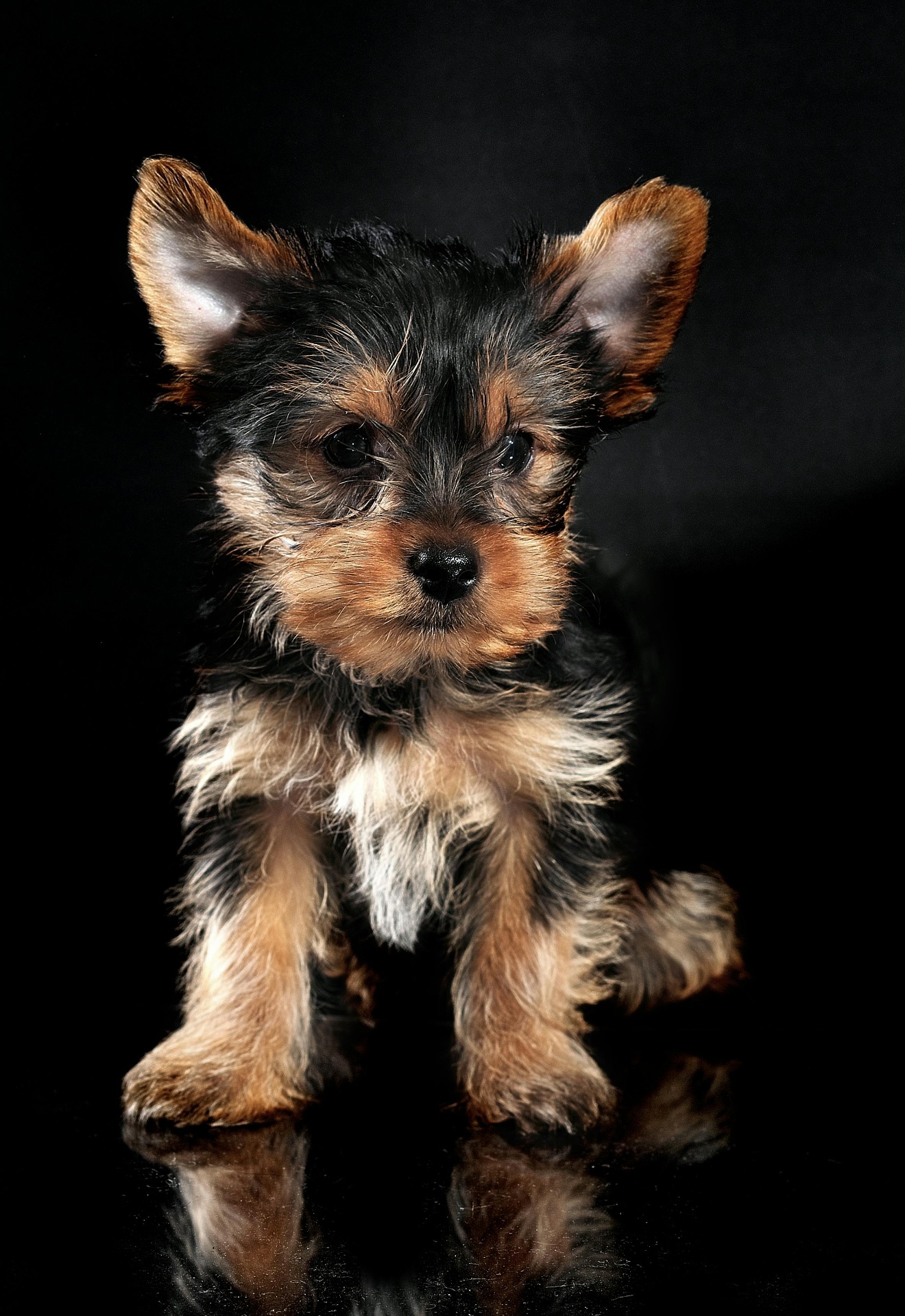 Yorkie Tradicional — cachorro real